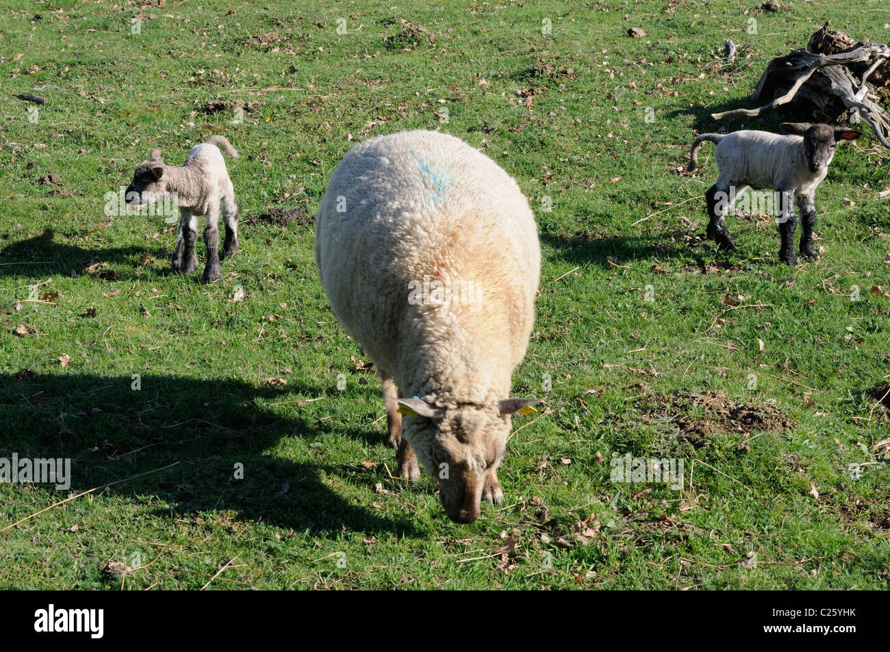 Foto di stock di pecore con Agnelli. Foto Stock