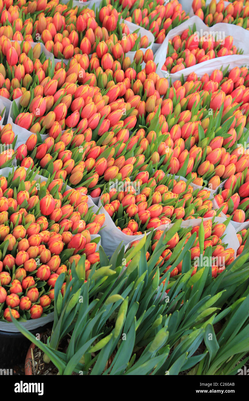 Mazzo di tulipano in vendita per le strade, Copenhagen. Simboli tulipani perfetti, amore duraturo tra partner o familiari o amore appassionato senza fine Foto Stock