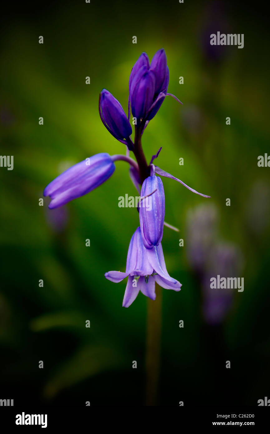 In procinto di entrare in fiore è questo grazioso bluebell Foto Stock In procinto di entrare in fiore è questo grazioso bluebell Foto Stock