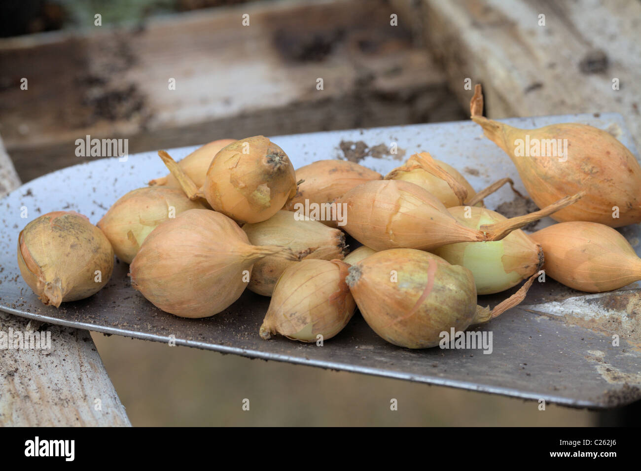 Onion imposta pronto per essere piantato Foto Stock