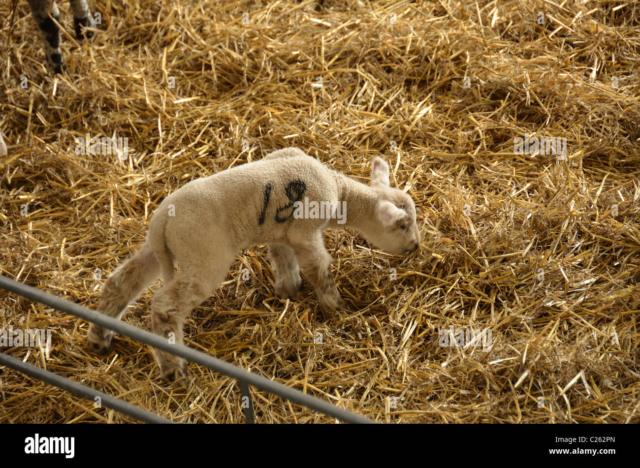 Nuovo nato agnello #18 a Marsh Farm Foto Stock