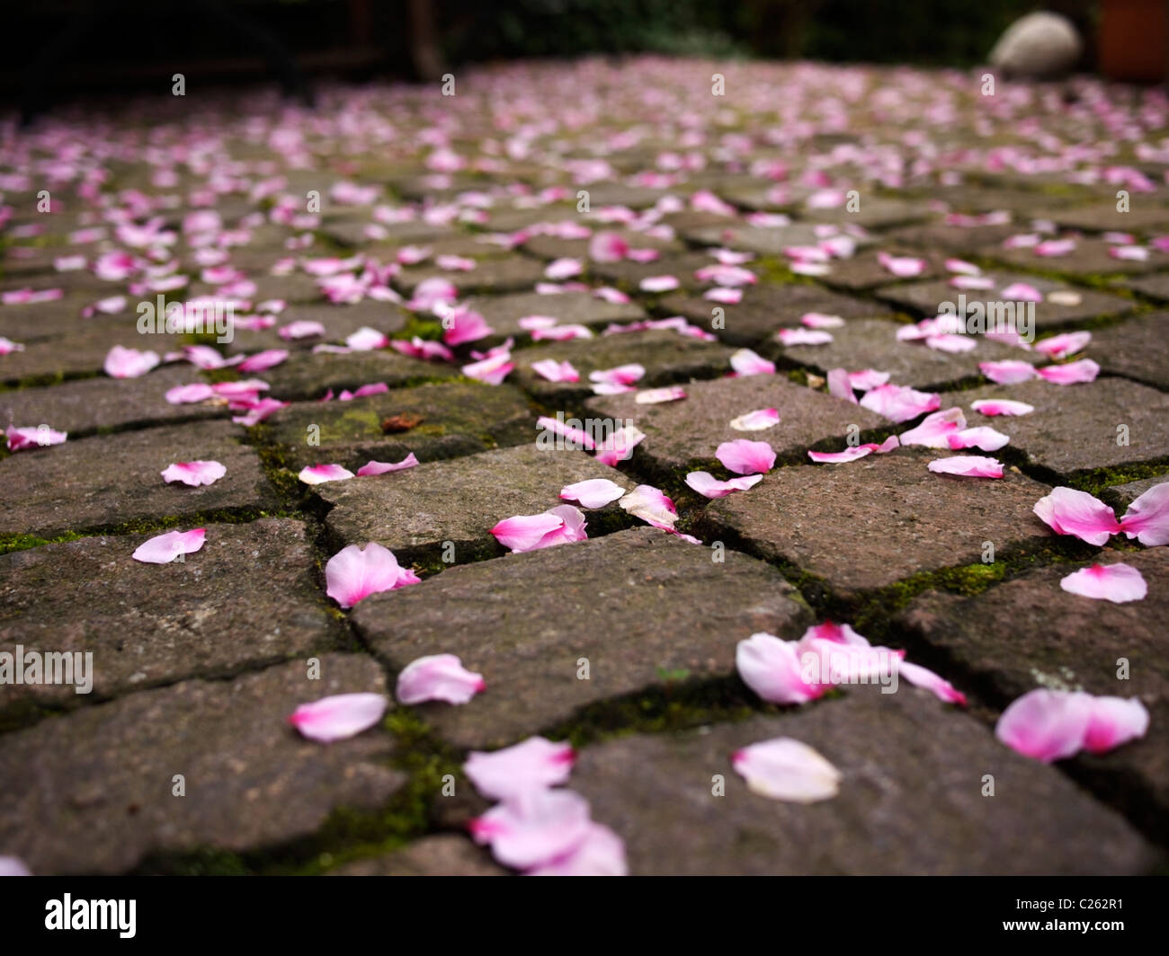 Petali di mandorle a terra Foto stock - Alamy