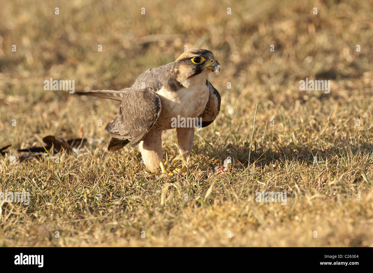 Foto di stock di lanner falcon seduto per terra. Ci sono delle piume sparse intorno da un recente kill. Foto Stock