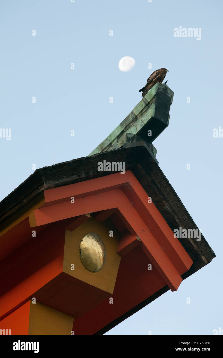 Primo piano della parte superiore angolo di torii gate a Miyajima con falco di palissonatura e luna. Foto Stock