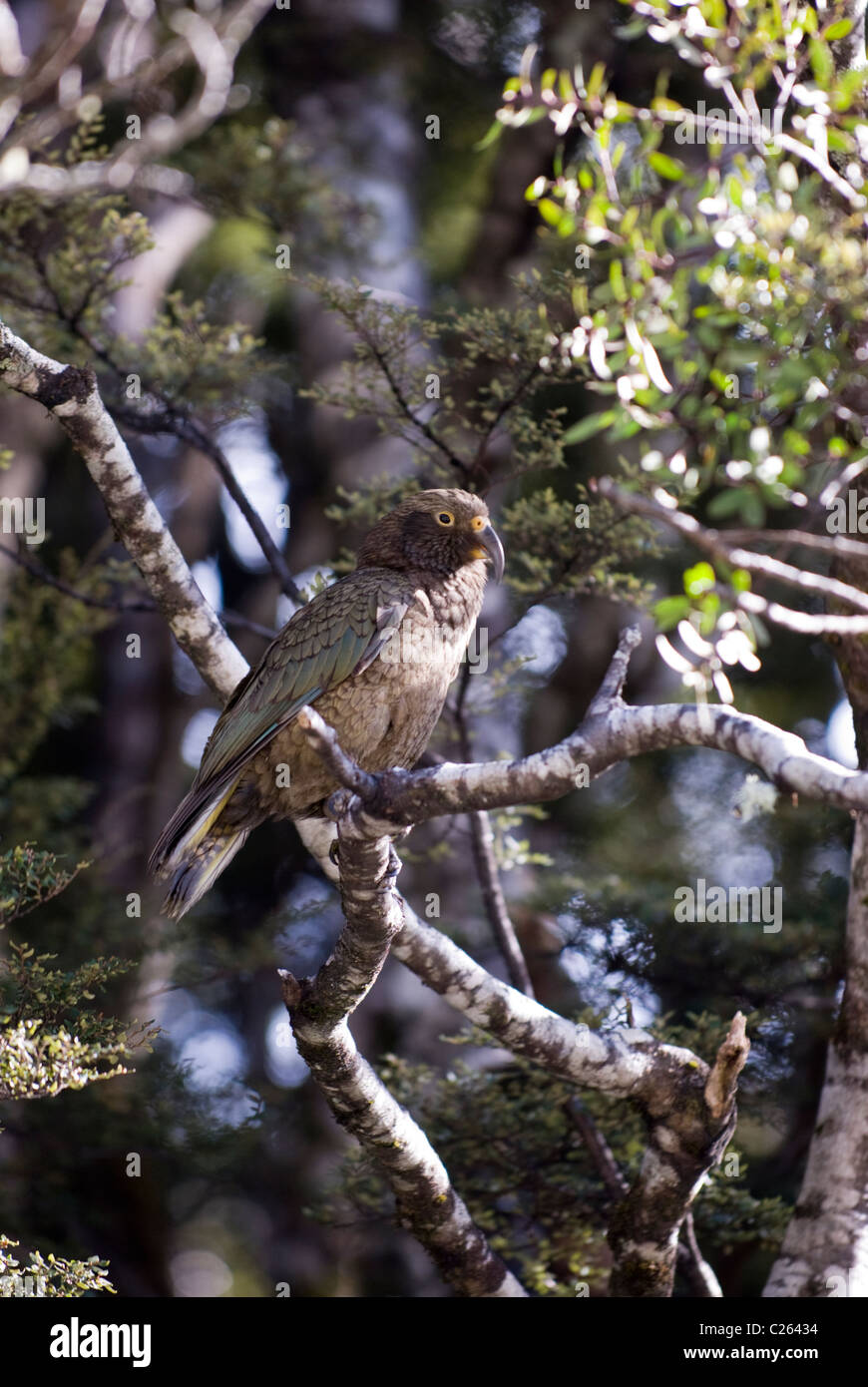 Un Kea (Nestor notabilis) appollaiate su un ramo Foto Stock