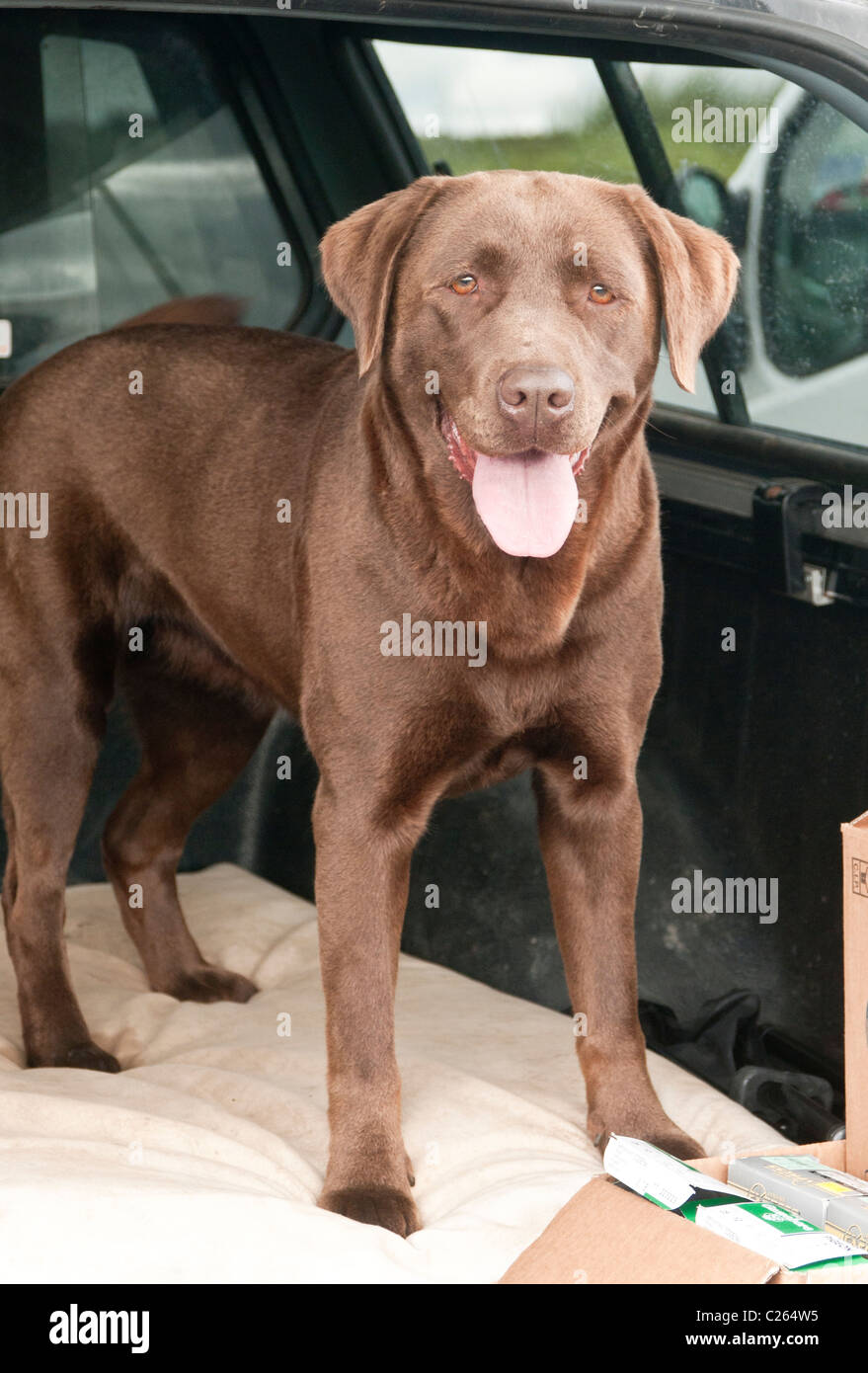 Il cioccolato Labrador cane sat nel retro di un 4x4 car in appoggio e in attesa per il suo proprietario Foto Stock