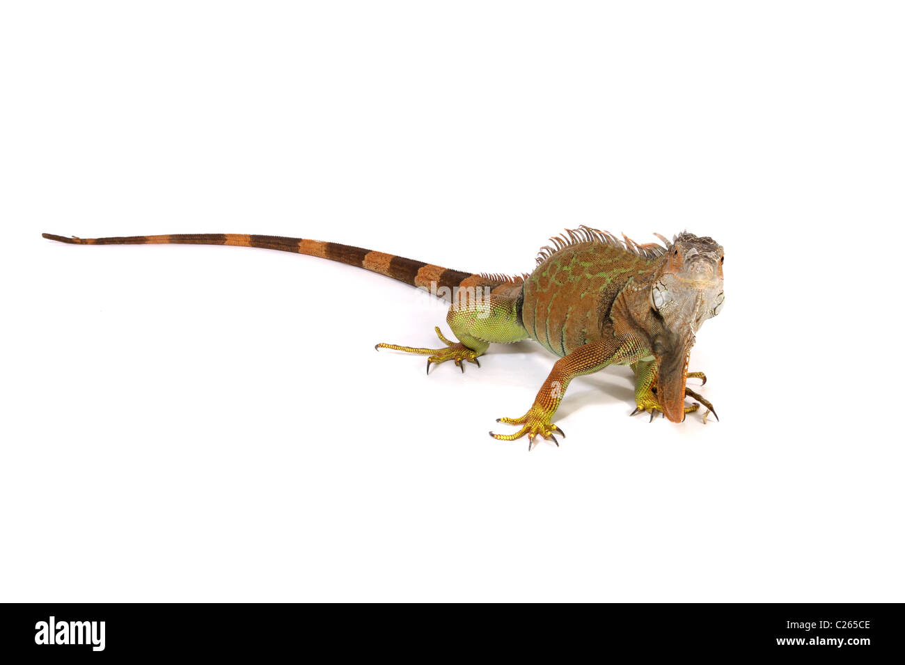 Un studio fotografia di un iguana. Foto Stock