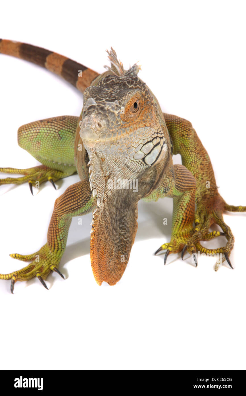Un studio fotografia di un iguana. Foto Stock