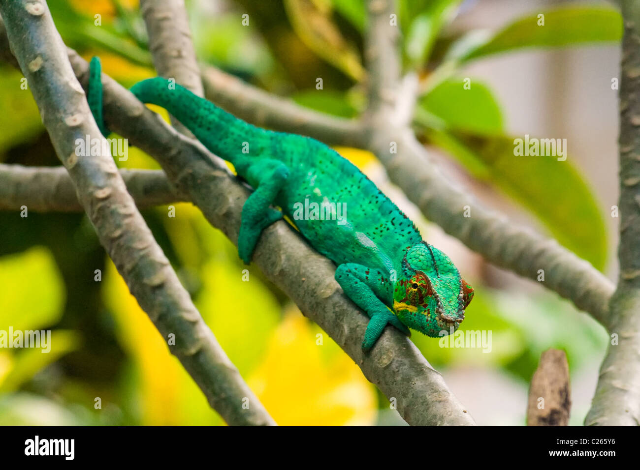 Panther chameleon, endemica del Madagascar Foto Stock