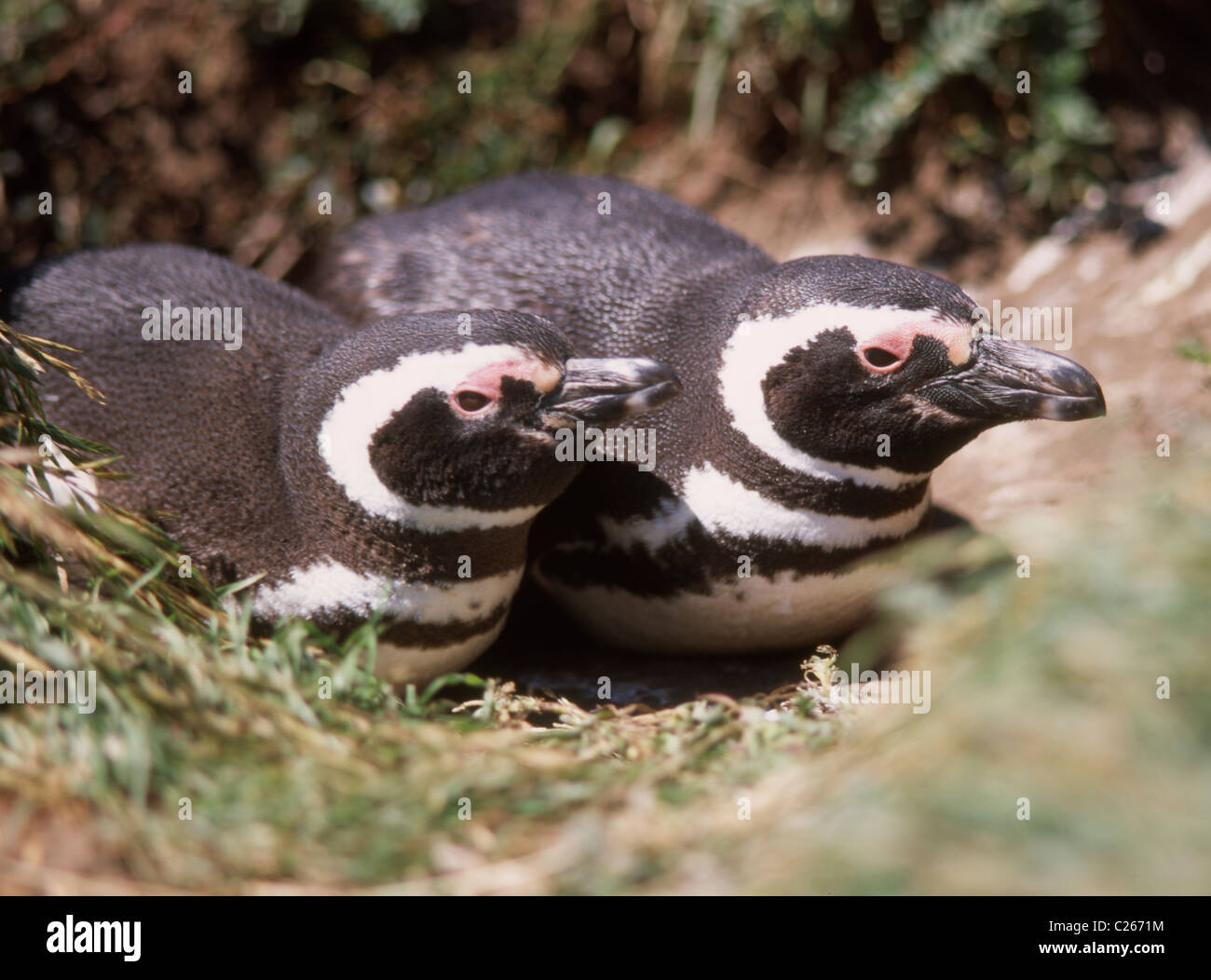 Il Cile Magellanes Otway Sound pinguini Foto Stock