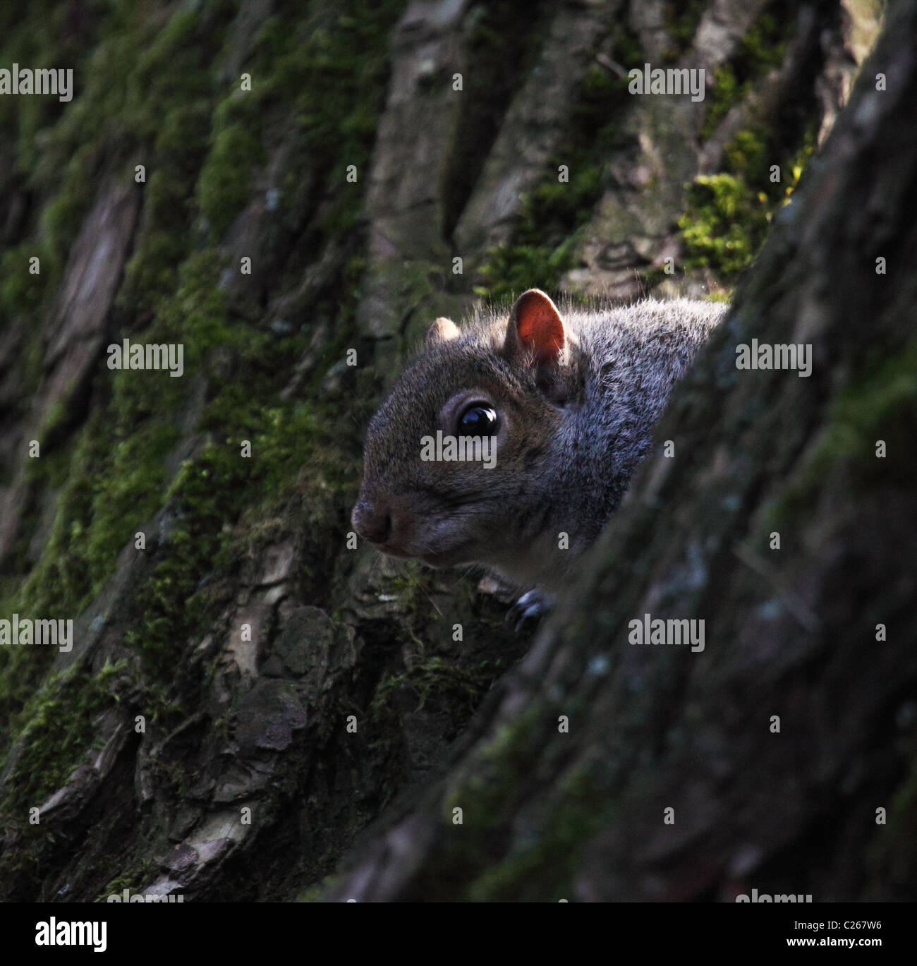 Scoiattolo grigio di giocare a nascondino Foto Stock