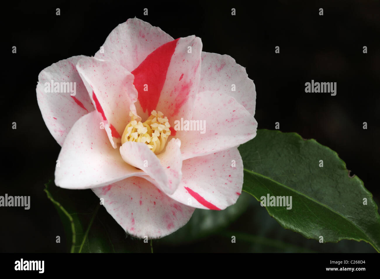 Primo piano di una Camellia Japonica rosa e bianca su sfondo scuro. Fioritura in un giardino inglese, Inghilterra, Regno Unito Foto Stock