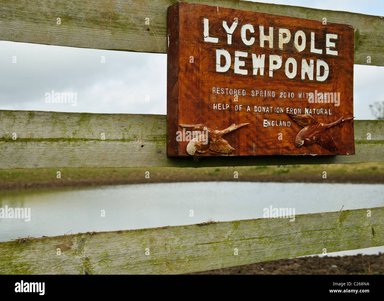 Lychpole Dewpond è un tipico dewpond nesting in terreni agricoli del South Downs. Essa è stata restaurata nella primavera del 2010 con guida da Natu Foto Stock