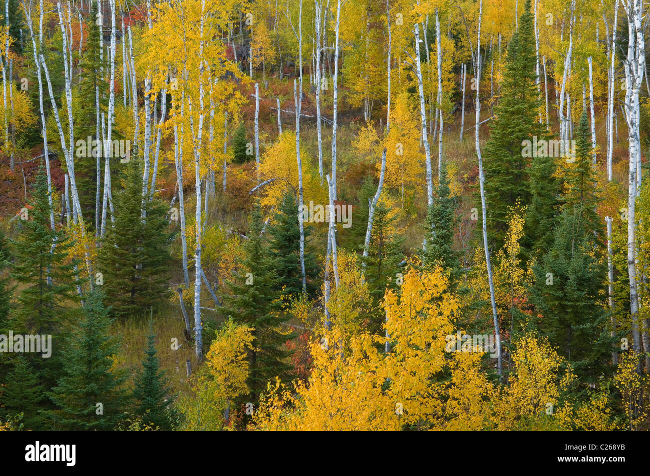 Misti di conifere in boschi di latifoglie di bianco Betulla Fir Aspens & abeti autunno Superior Foresta Nazionale di Minnesota USA Foto Stock