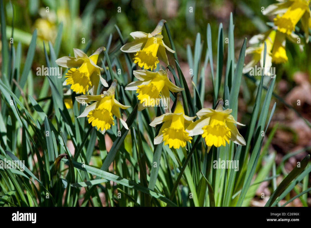 I narcisi selvatici Narcissus pseudonarcissus preso nel bosco a Edford Somerset REGNO UNITO Foto Stock