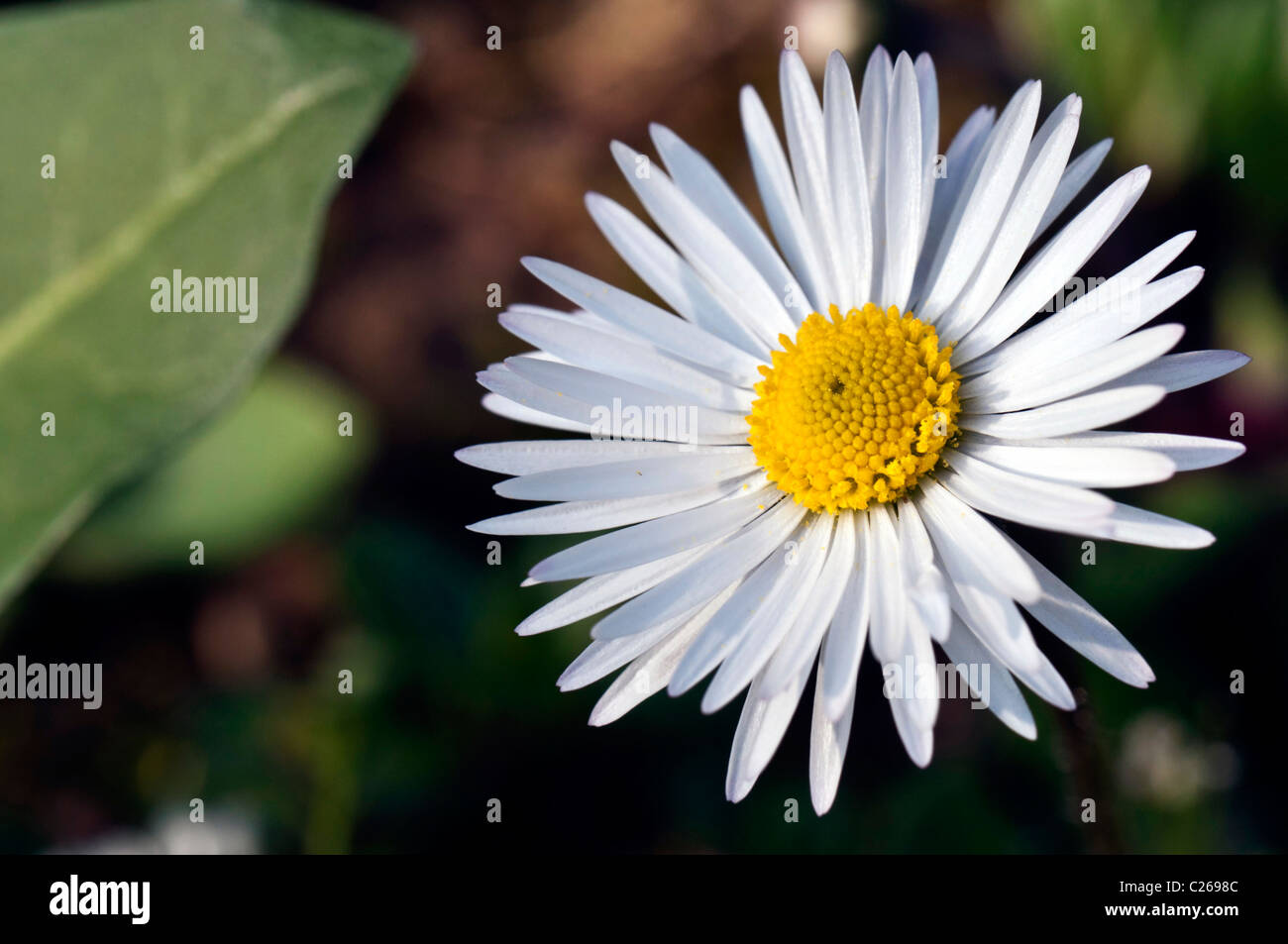 Daisy bianca macro con il polline in un giardino di primavera Foto Stock