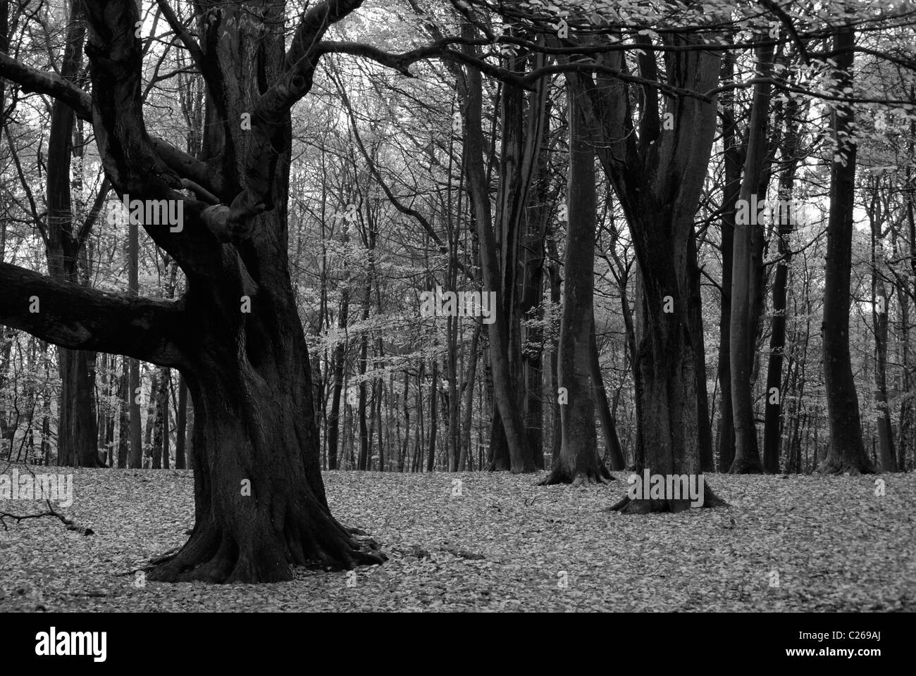 In bianco e nero a foglia larga foresta in autunno. Foto Stock