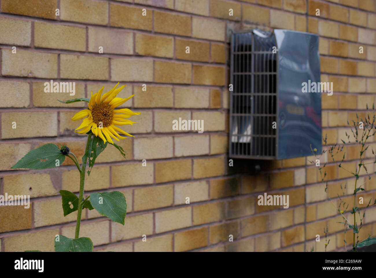 Girasole urbana, una sola coltivazione di semi di girasole in una giungla urbana Foto Stock