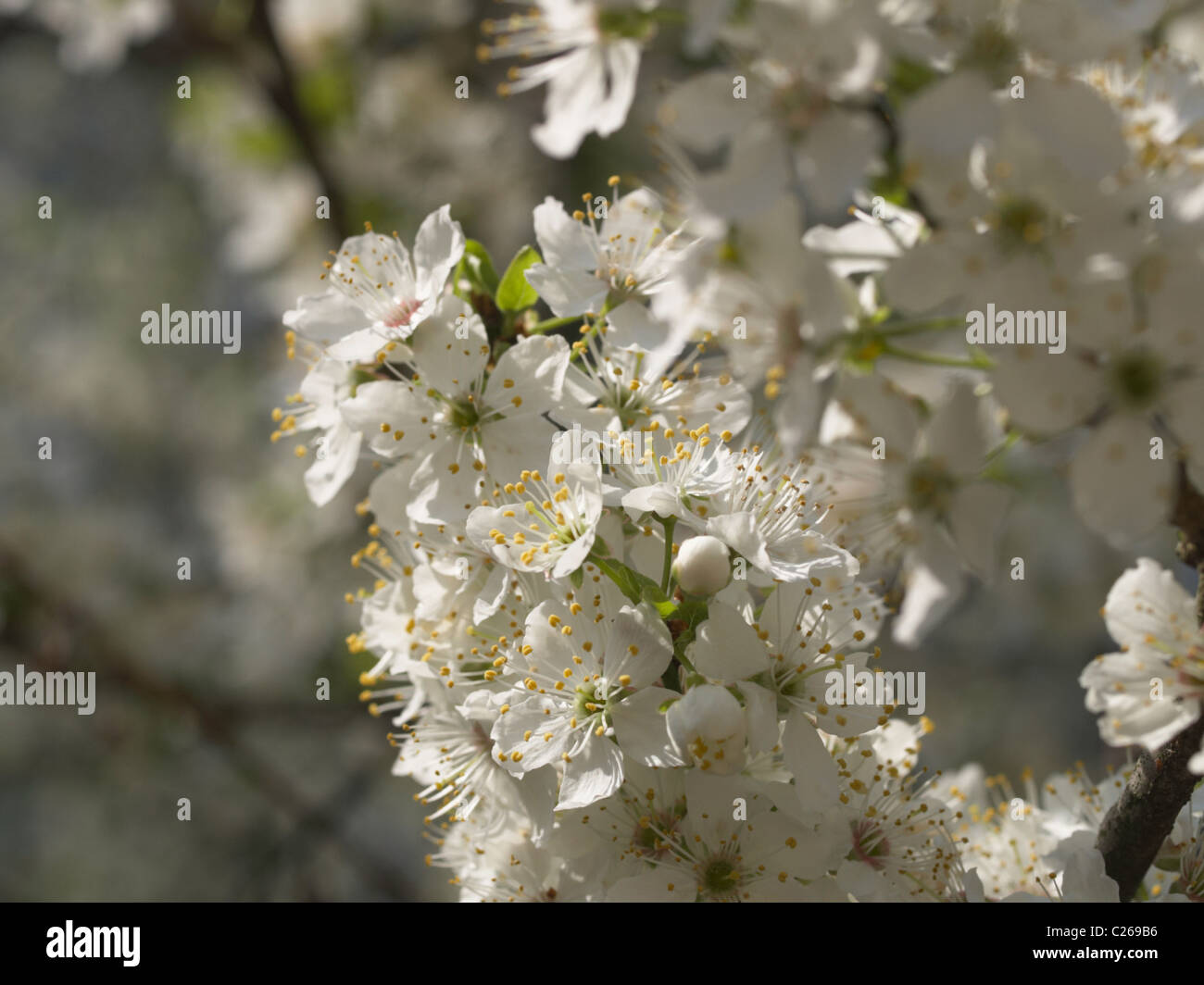 Prunus fiori contro il cielo blu Foto Stock