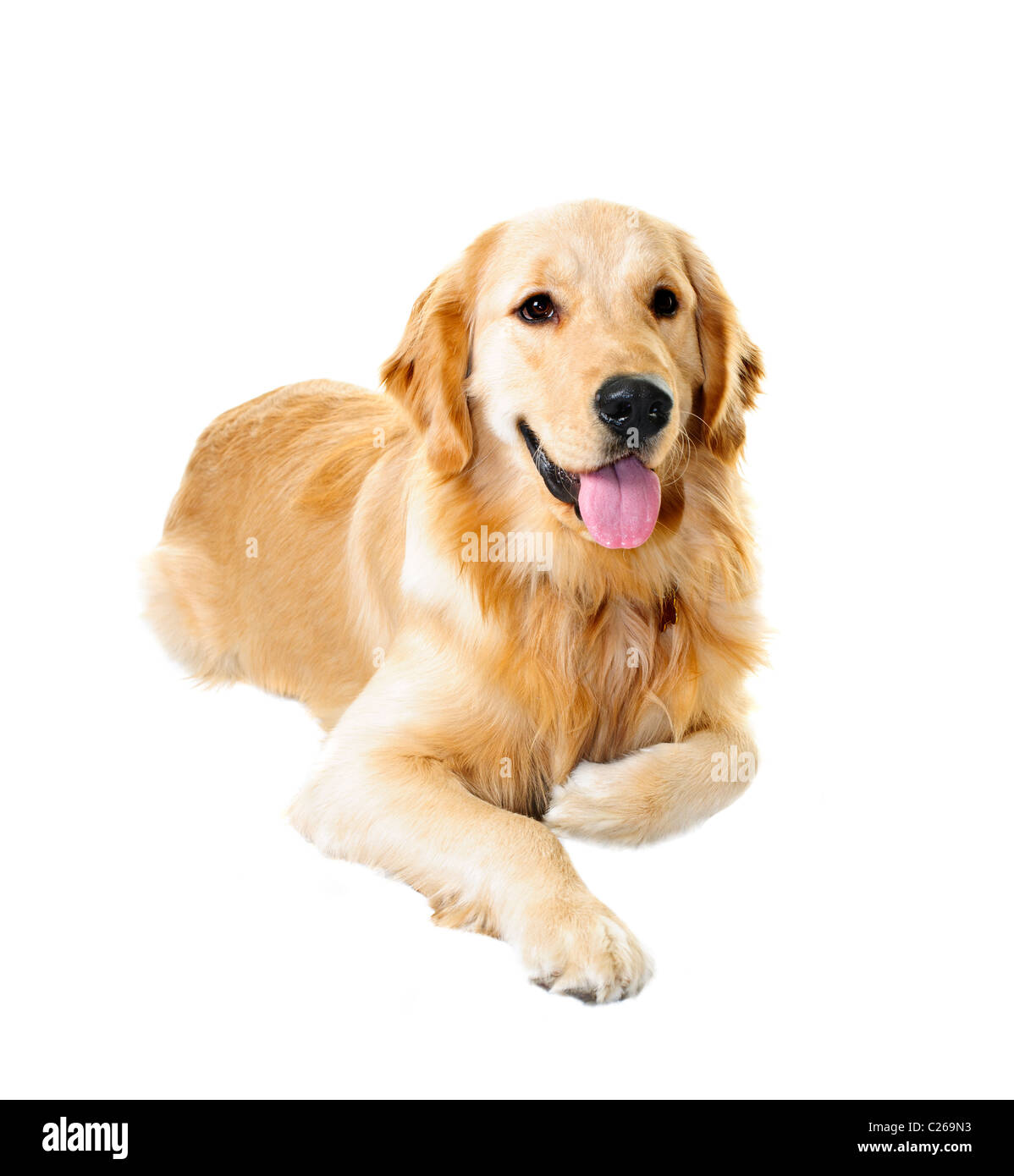 Il golden retriever cane recante isolati su sfondo bianco Foto Stock