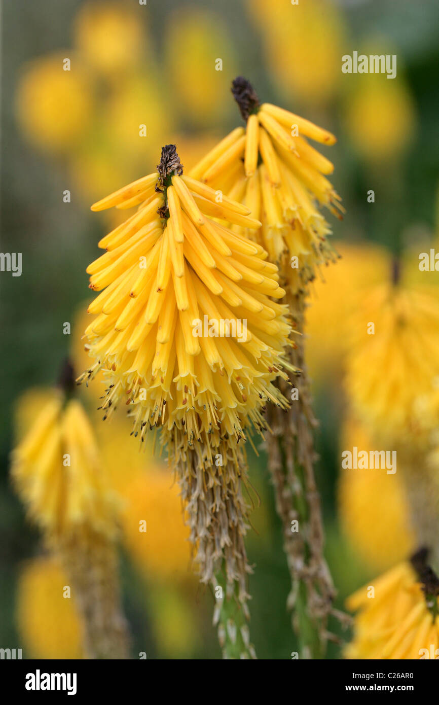 Torch Lily o Red Hot Poker, Kniphofia 'Brimstone', Asphodelaceae, Sud Africa Foto Stock