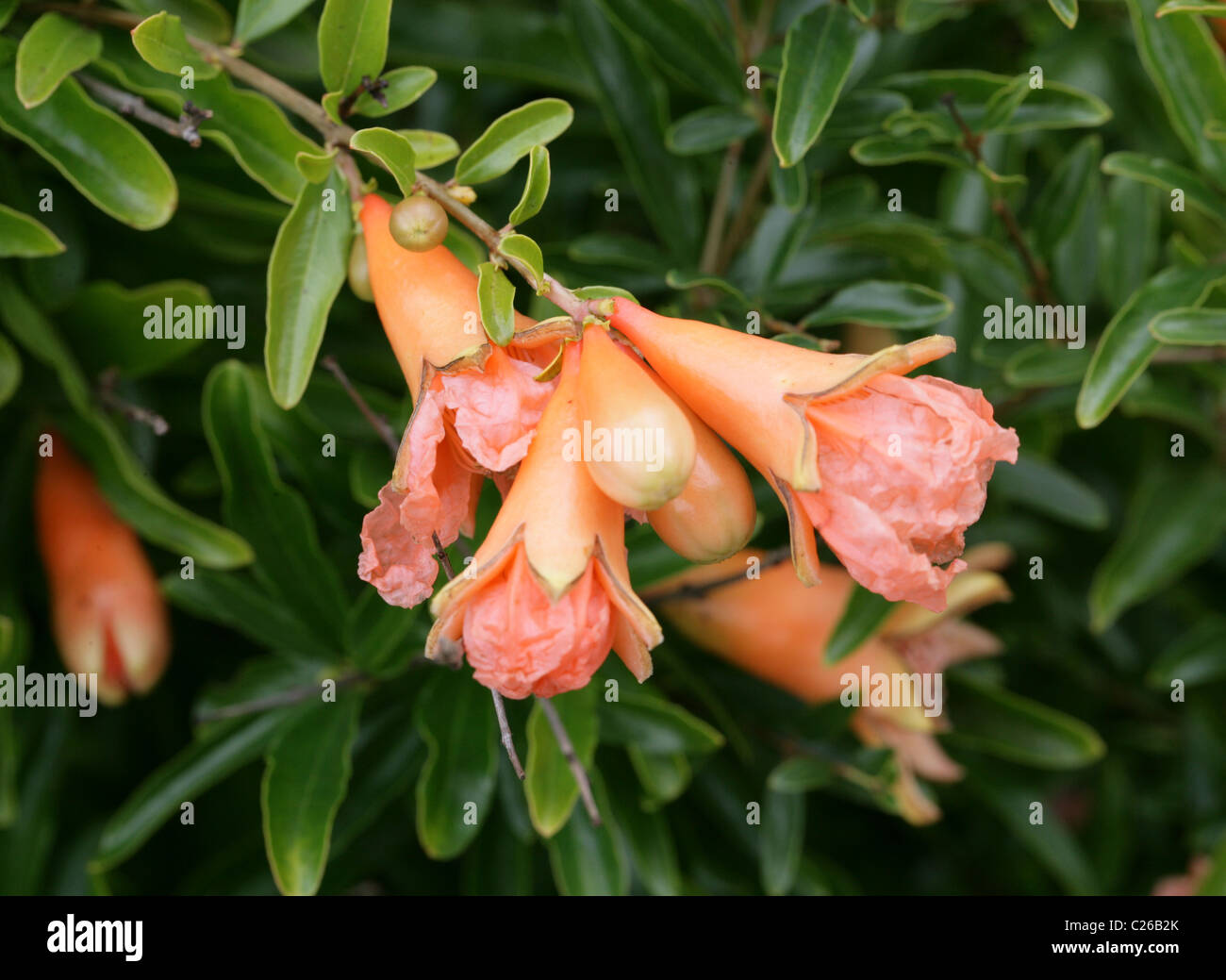 Melograno o granate Apple, Punica granatum " Hazel Hyde', Lythraceae (Punicaceae), nativo di Asia sud-ovest. Foto Stock