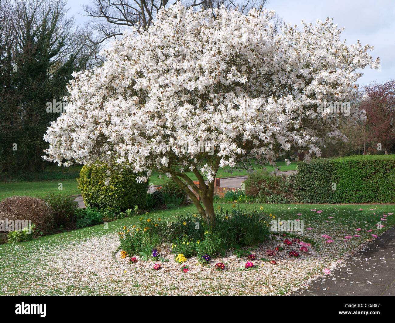 Un bel bianco fiore albero di magnolia circondata da un tappeto di petali caduti in inglese residenziale giardino frontale in primavera Foto Stock