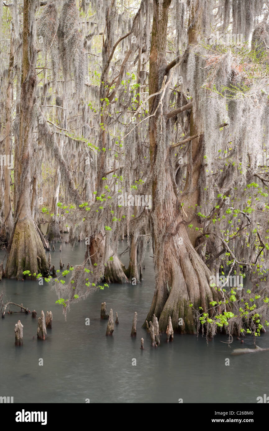 Baldcypress lungo il lago Phelps, Mocassino si affacciano, Pettigrew State Park, North Carolina Foto Stock