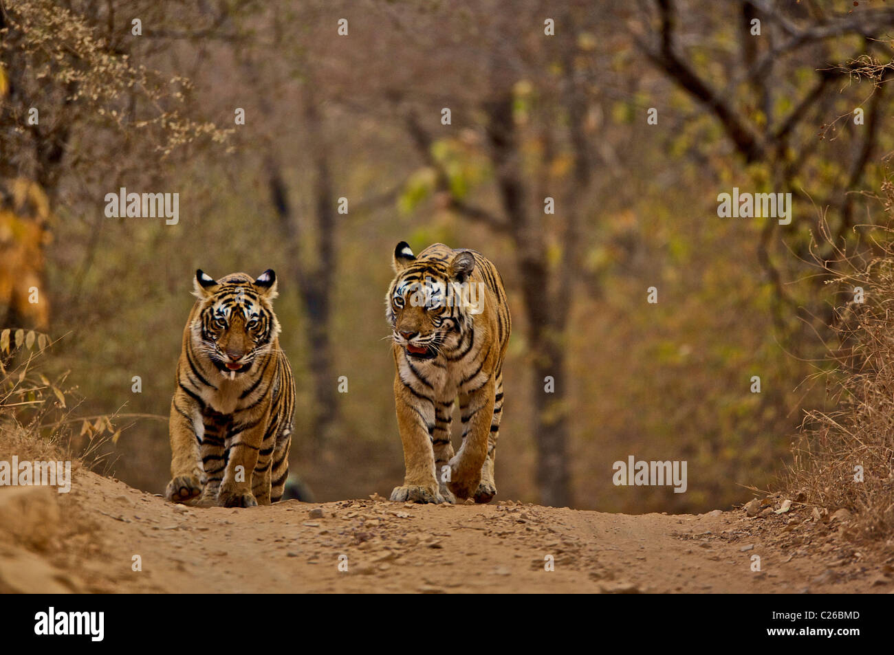 Due tigri camminando sulle piste forestali di Ranthambore riserva della tigre Foto Stock