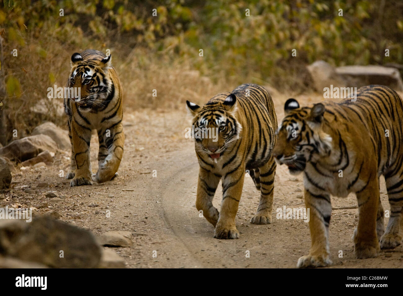 Tre tigri camminando sulle piste forestali di Ranthambore riserva della tigre Foto Stock