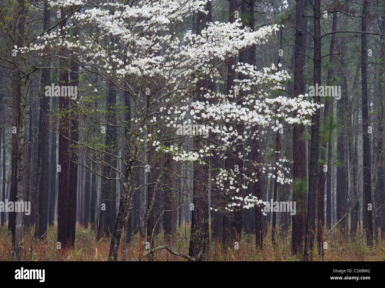 Fioritura sanguinello (Cornus florida), Francis Marion National Forest, Carolina del Sud Foto Stock