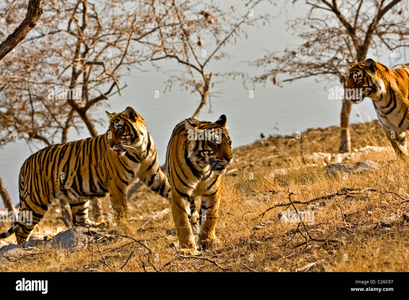 Tre tigri muovendosi sulle erbe secche secco del bosco di latifoglie di Ranthambore riserva della tigre Foto Stock