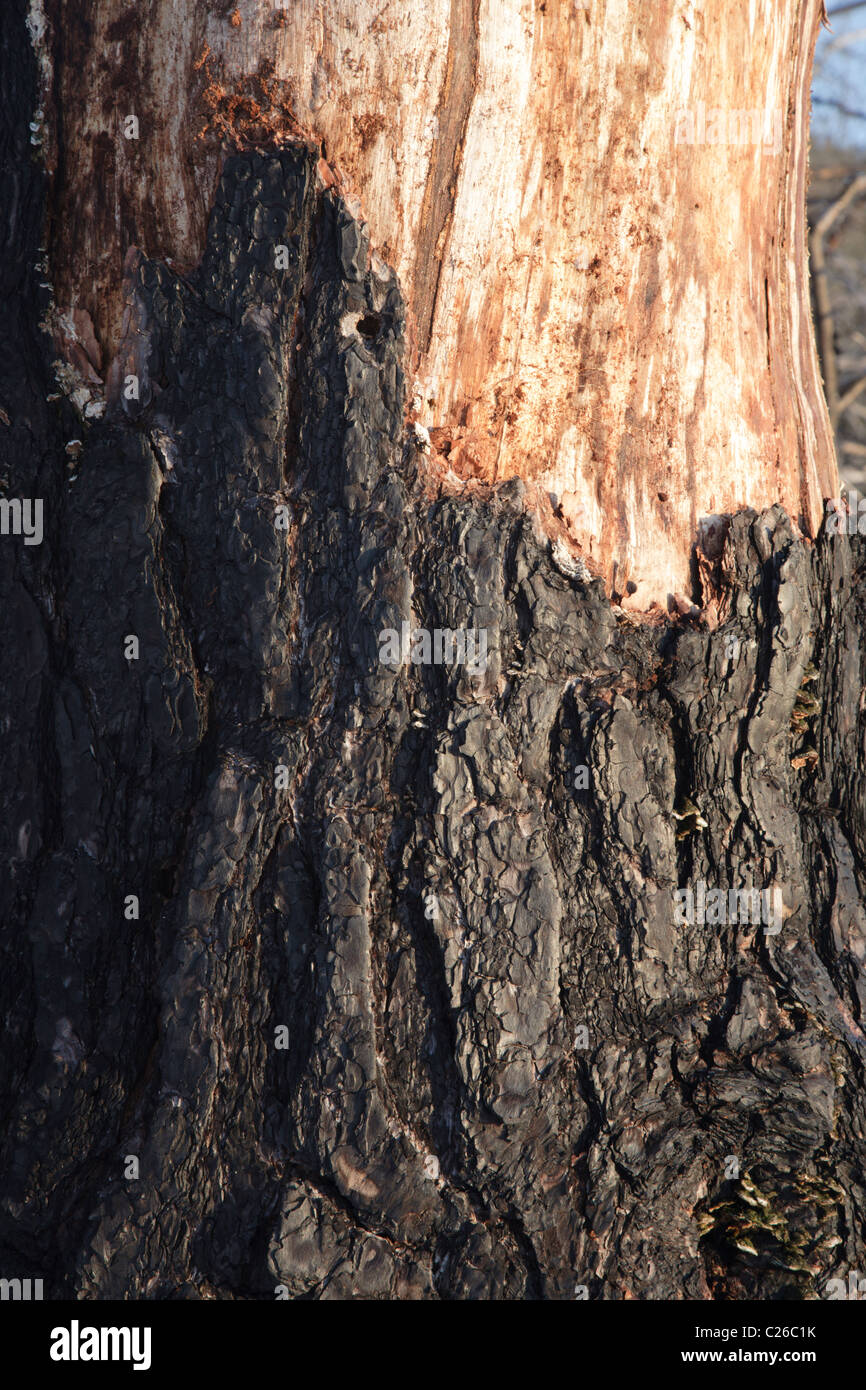 Corteccia di Burnt Pine Tree lungo la Kancamagus Highway (Route 112) nelle White Mountains, New Hampshire USA. Foto Stock