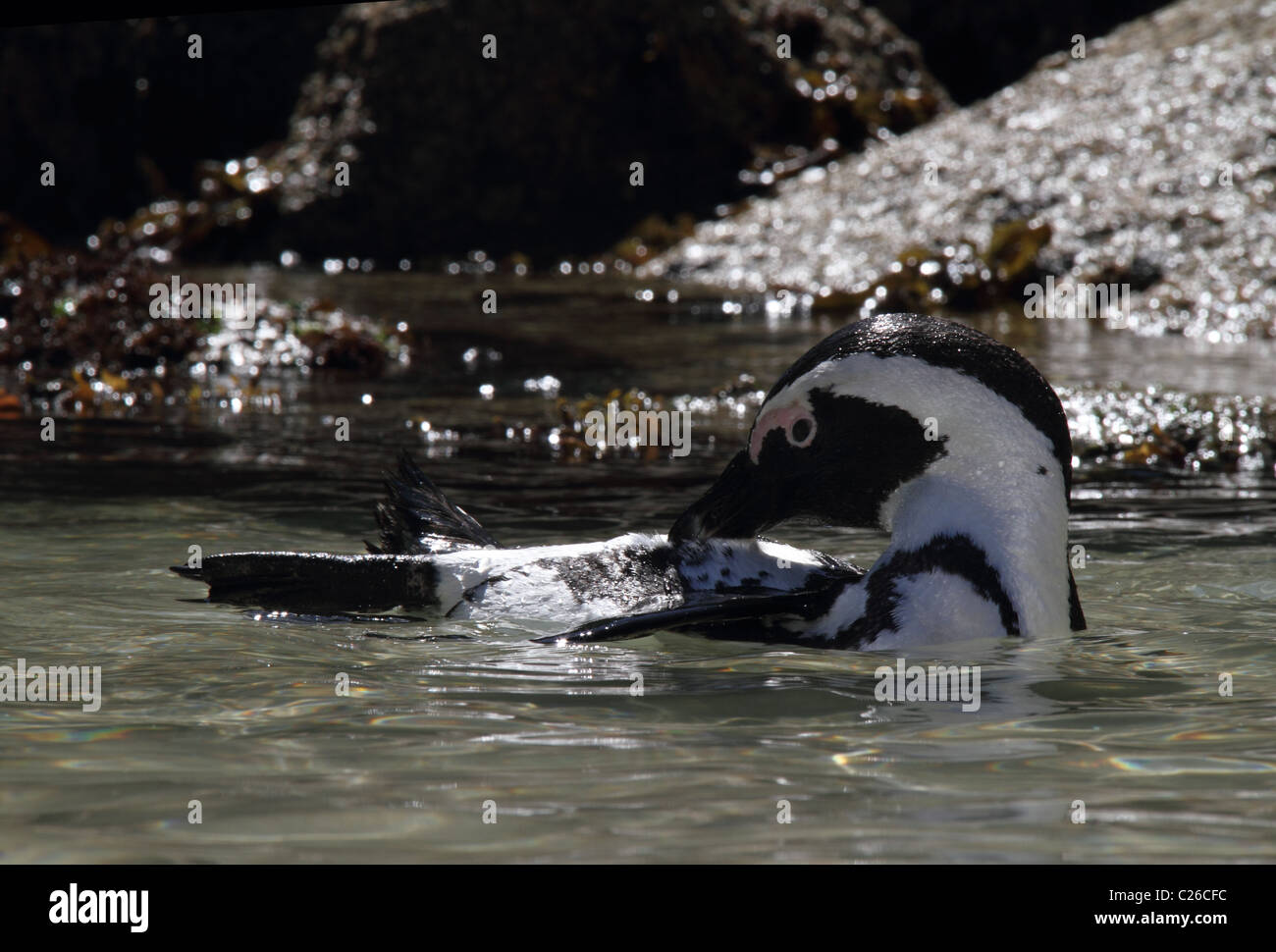 African Jackass penguin preening Foto Stock
