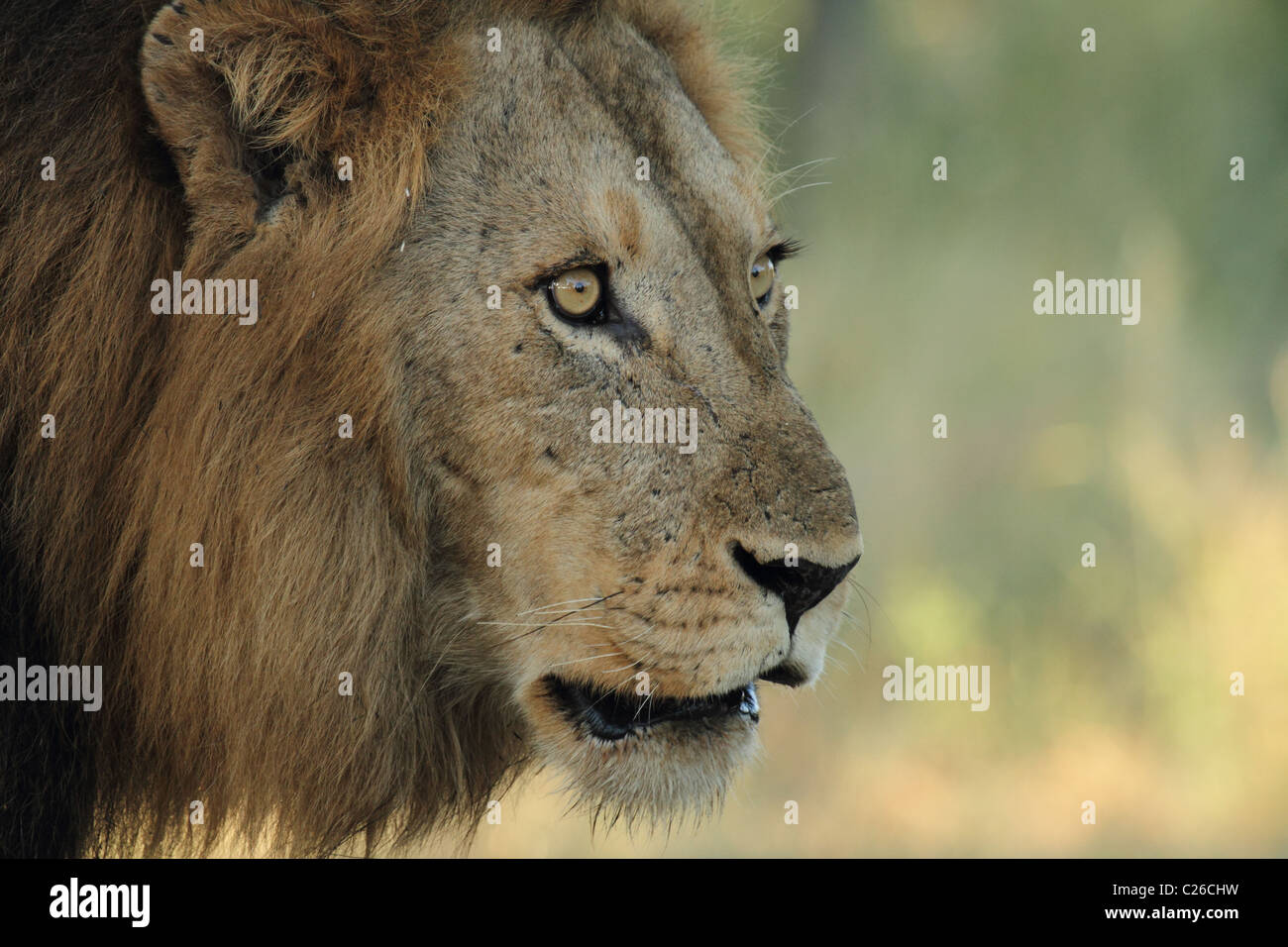 Lion, testa maschio shot Foto Stock