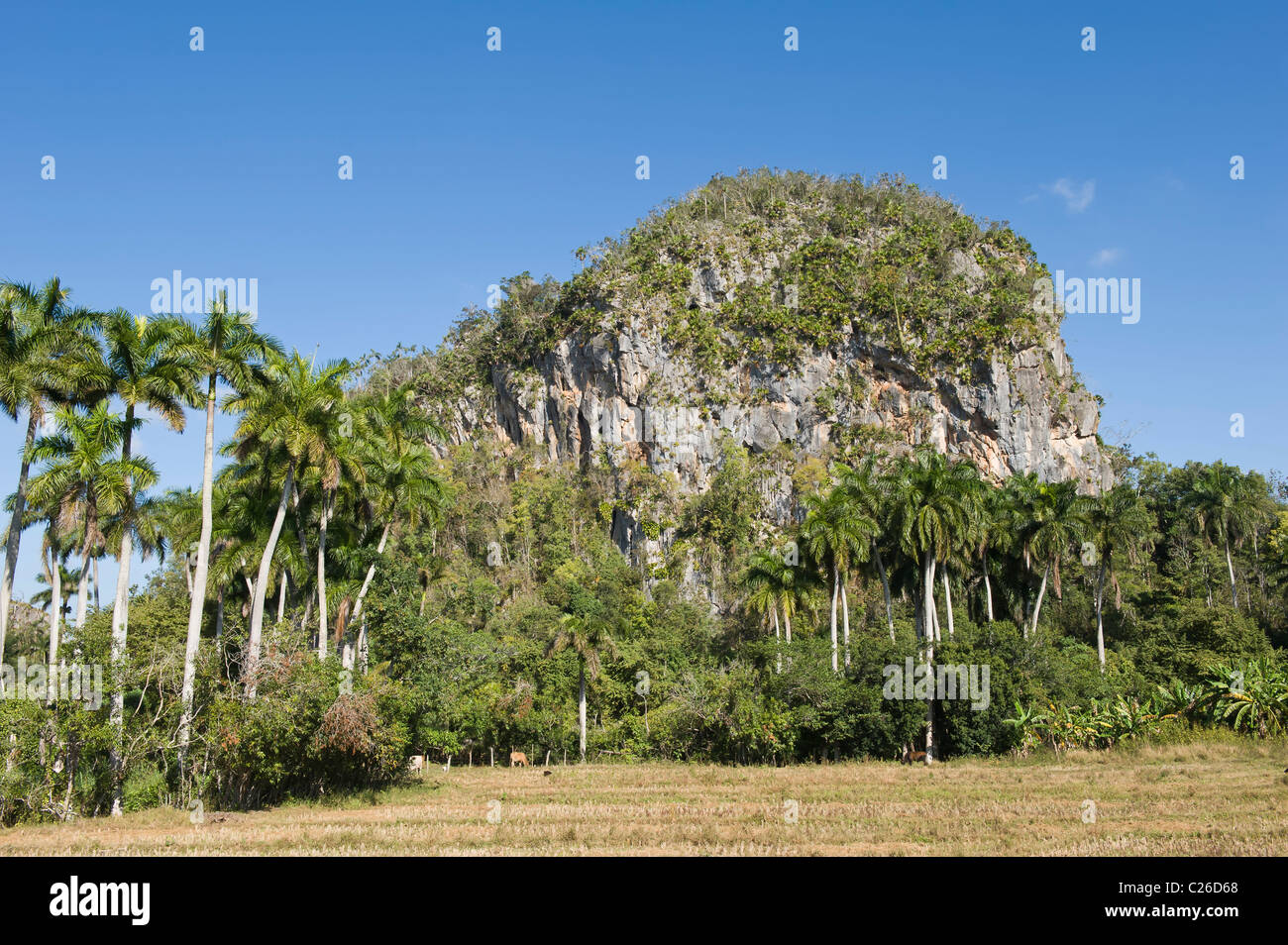 Vinales Valley, Mogotes, Vinales, Pinar del Rio Provincia, Cuba Foto Stock