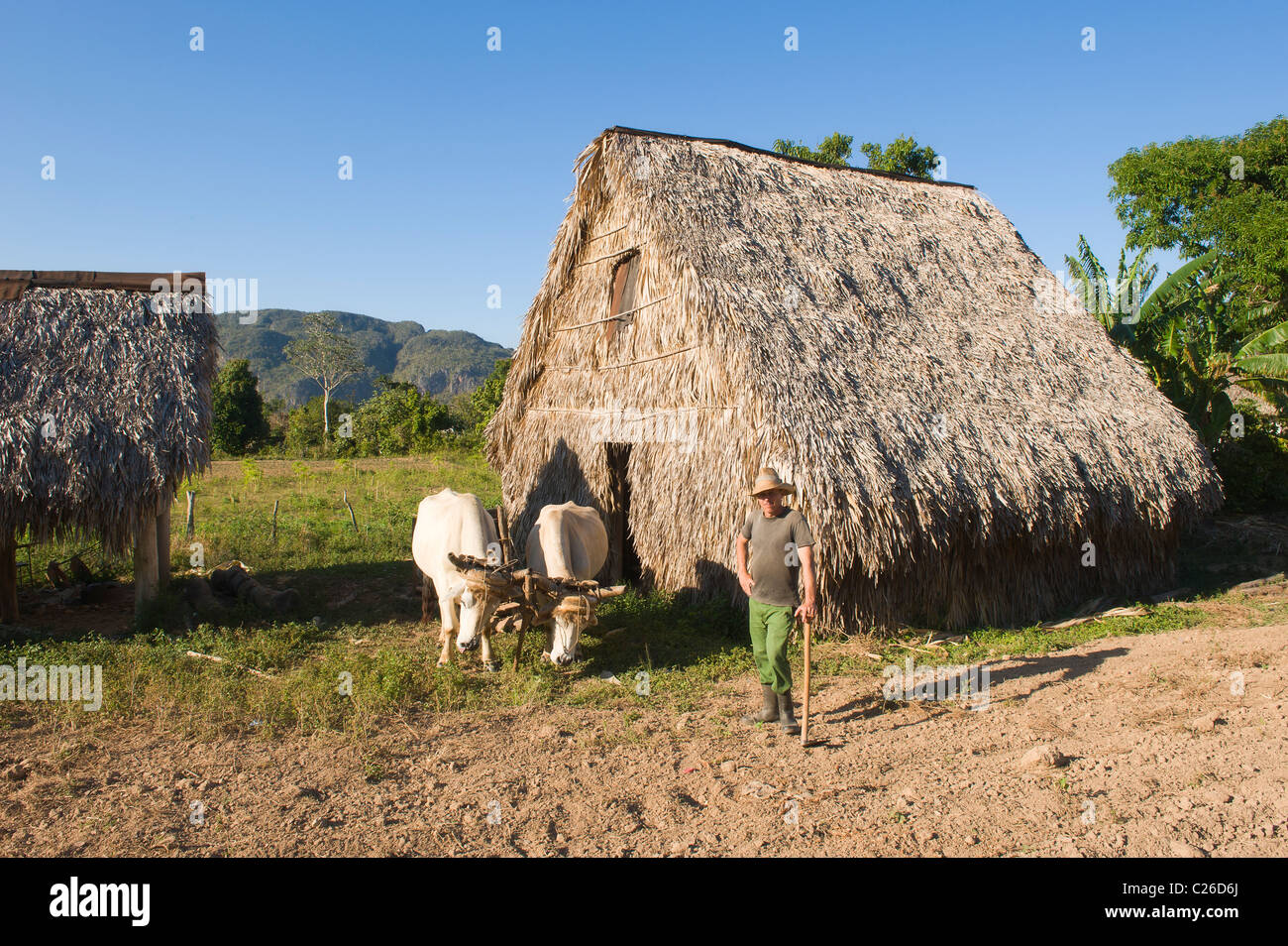 Vinales Valley, capanna dove le foglie di tabacco vengono essiccate, Mogotes, Pinar del Rio Provincia, Cuba Foto Stock