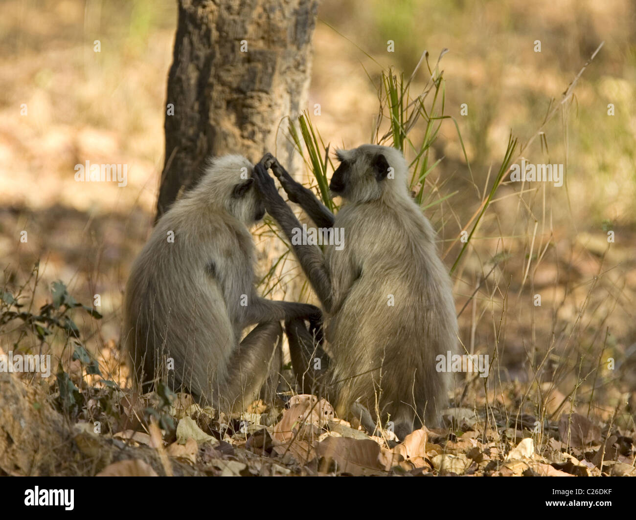 Le pianure del nord grigio scimmie langur toelettatura Foto Stock