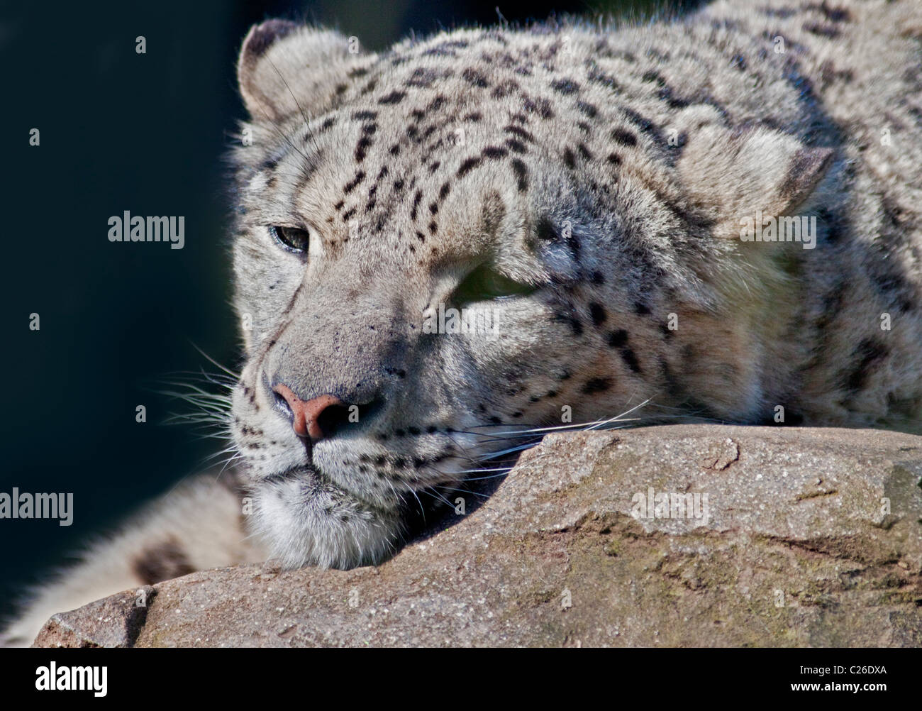 Snow Leopard (uncia uncia) Indeever, Marwell Wildlife, REGNO UNITO Foto Stock