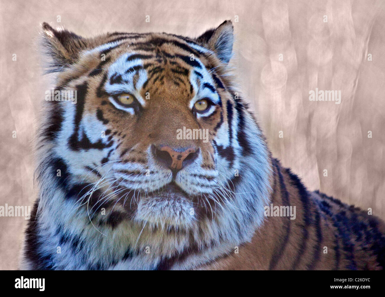Tigre di Amur (panthera tigris altaica) Foto Stock