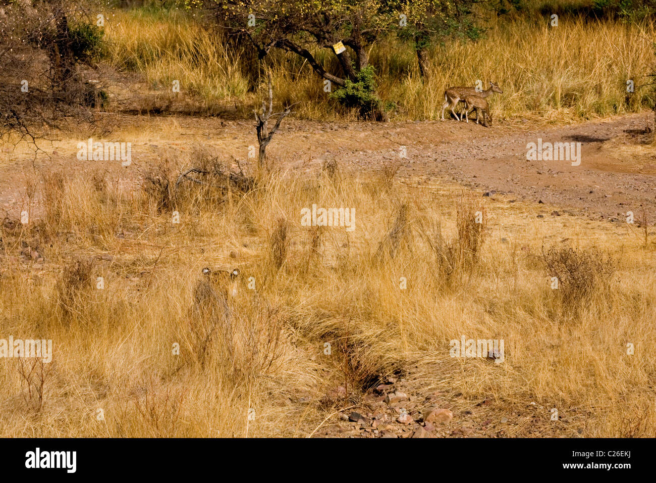 Alert tiger Cervo Stalking nelle erbe secche secco del bosco di latifoglie di Ranthambore riserva della tigre Foto Stock