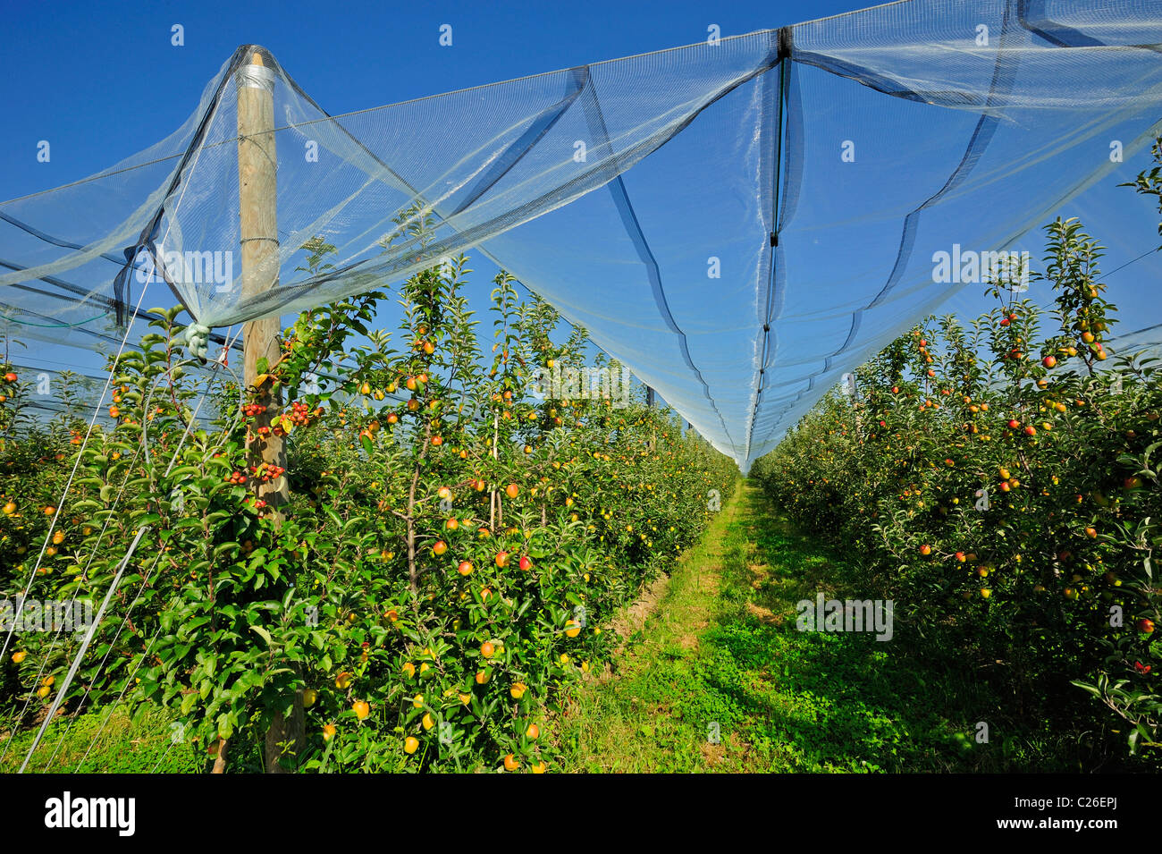 A Swiss apple orchard con grandine reti di protezione. Un crab apple il polline-la produzione di albero è piantato alla fine della fila. Foto Stock