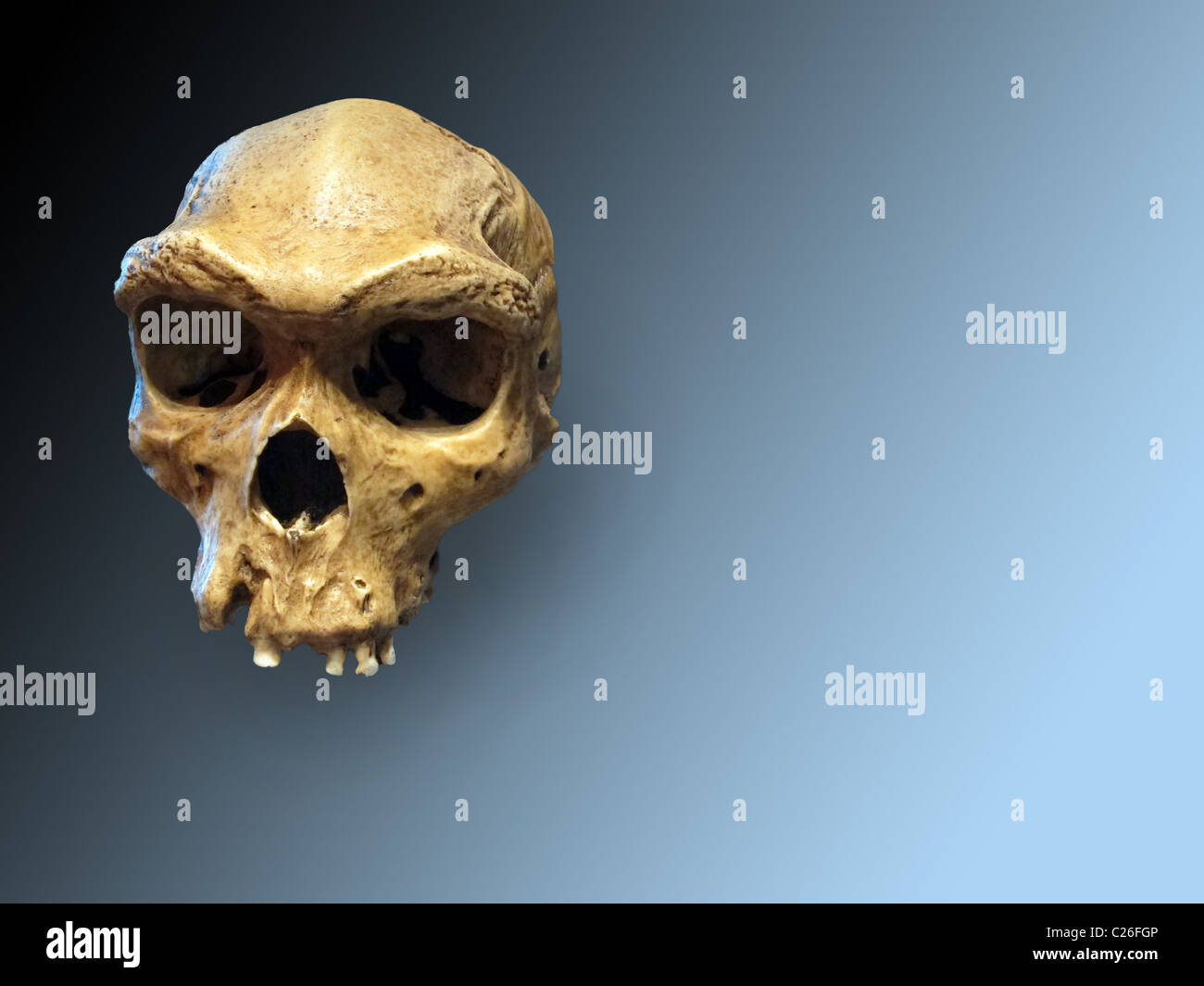 Cranio di Neanderthal sul blu degradato Foto Stock