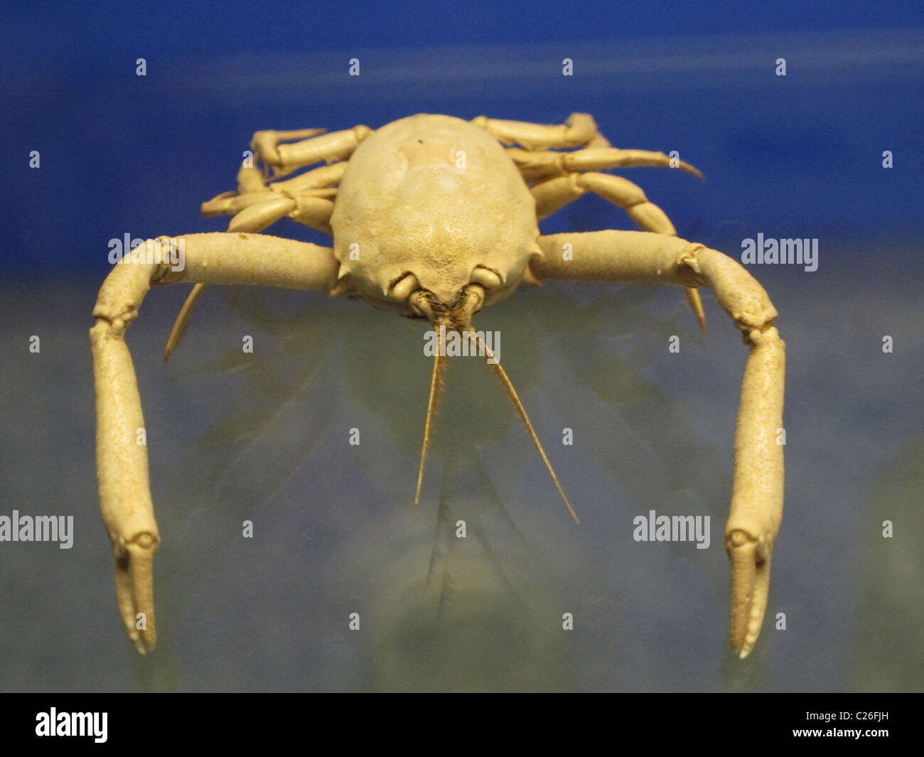 Vecchio granchio in un museo di scienze naturali Foto Stock