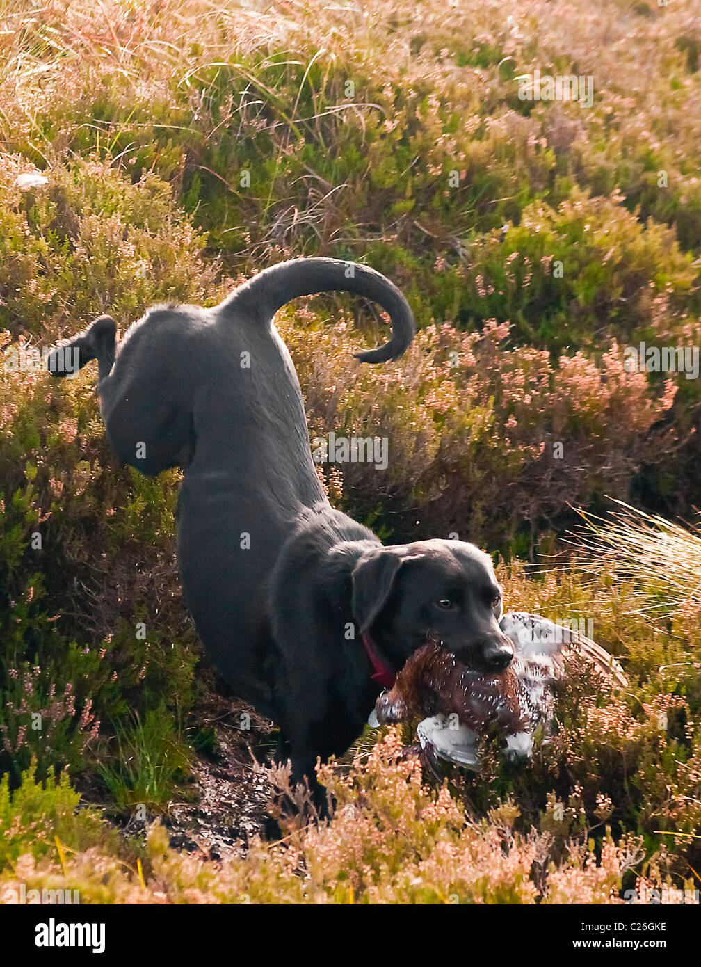 North Yorkshire, Inghilterra UK - Nero Labrador cane recuperando un gallo cedrone che è stato girato con un fagiano di monte moro pilotato shoot Foto Stock