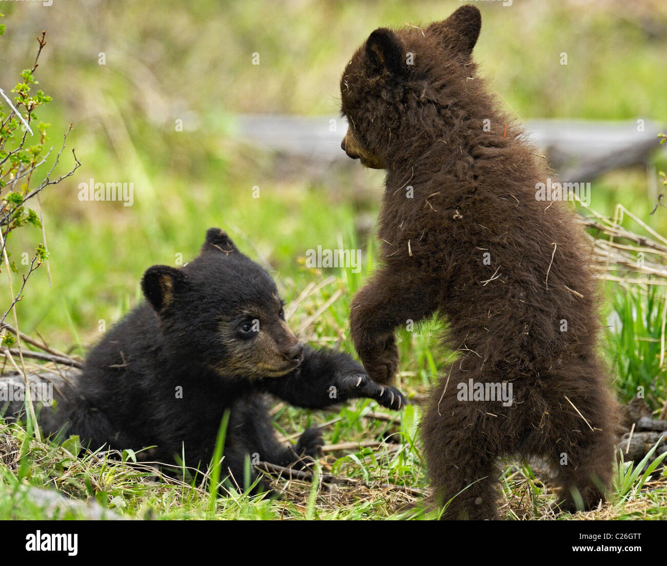 Nero e cannella Bear Cubs di wrestling. Foto Stock
