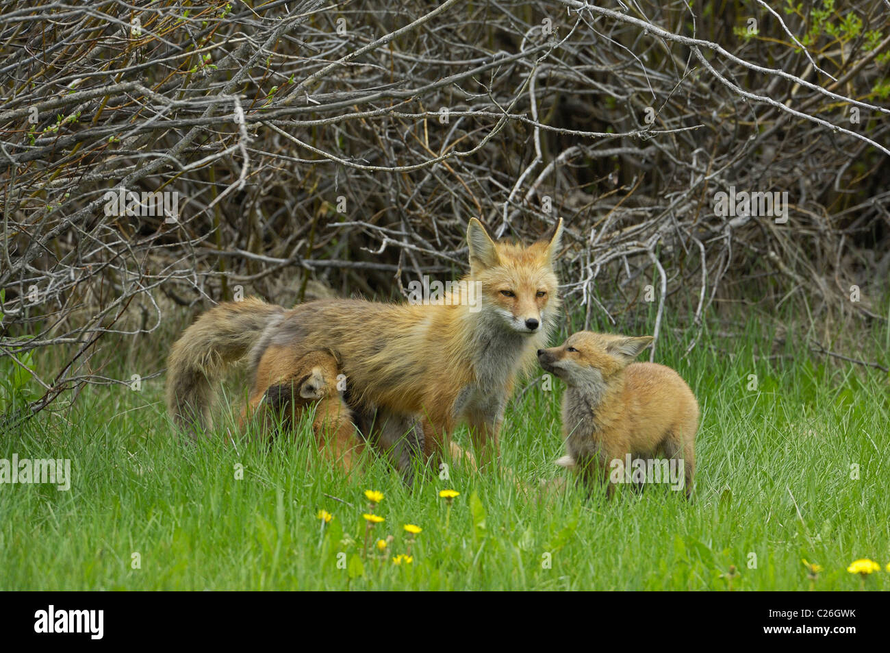Fox madre allattava il giovane. Foto Stock