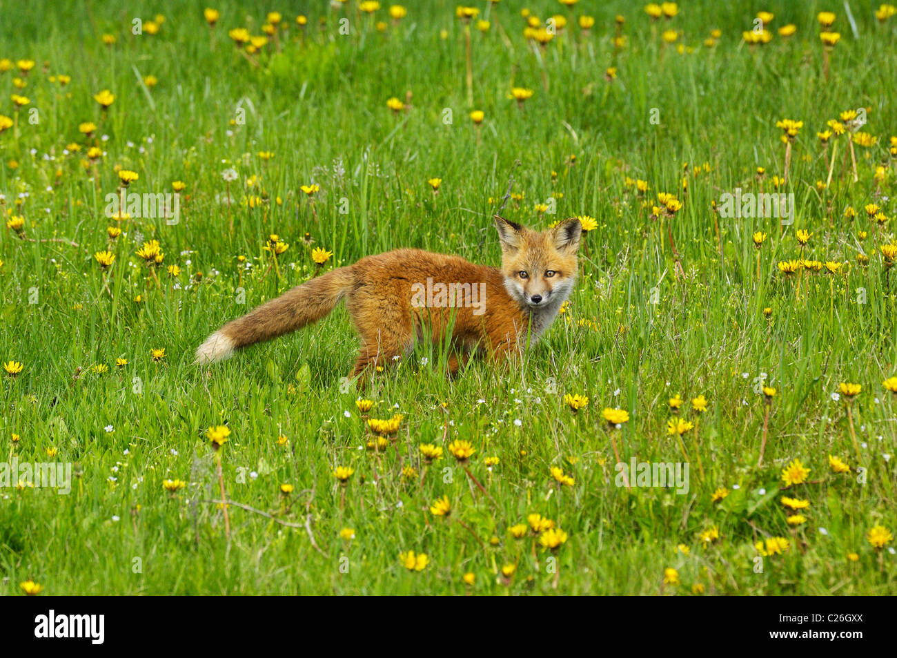 Red Fox pup in mezzo a fiori di primavera Foto Stock
