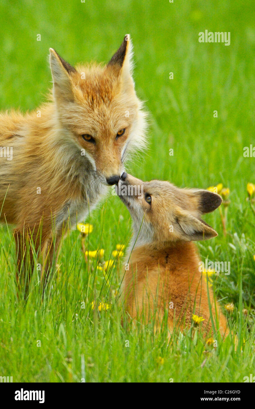 Bacio di Fox Foto Stock