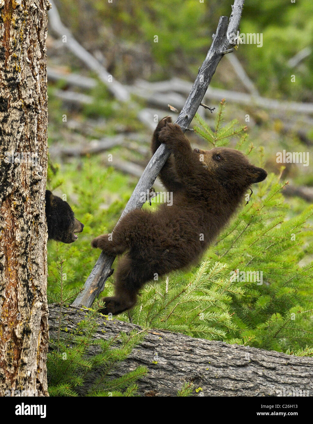 Black Bear cubs giocando nella foresta. Foto Stock